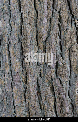 Stieleiche, Rinde, Schale, Stiel-Eiche, Stieleiche, Eiche, Stamm, Borke, Rinde, Quercus Robur, Chêne Commun Stockfoto
