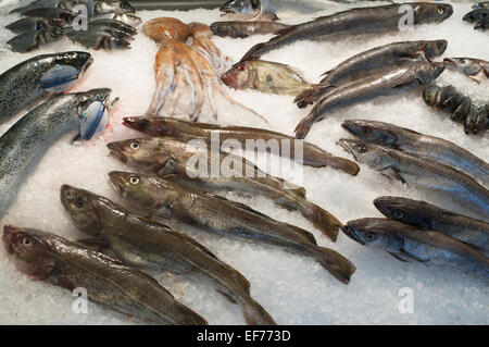 Ein Eis bedeckt Britischen Fischhändler Platte mit Fisch und Tintenfisch zum Verkauf Stockfoto