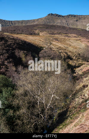 Birken am Fairbrook mit Blick hinauf zum nördlichen Rand der Kinder Scout im Peak District. Stockfoto