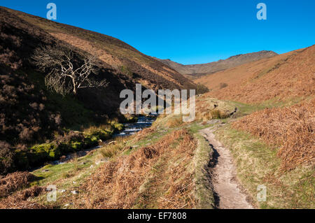 Weg neben dem Bach am Fairbrook im Peak District. Blick flussaufwärts Richtung Kinder Scout. Eine Eberesche am Hang. Stockfoto