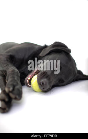 Schwarze Labrador mit Tennisball in den Mund zu schlafen Stockfoto