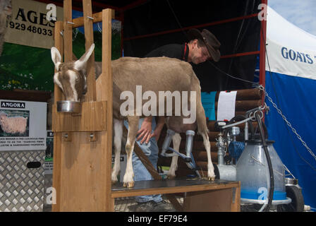 Mann Melken einer Ziege Kinder essen Festival Abingdon 2007 - Erde Vertrauen Stockfoto