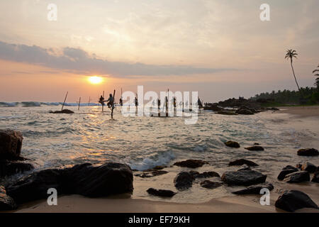 STELZENFISCHER IN DER ABENDDÄMMERUNG Stockfoto