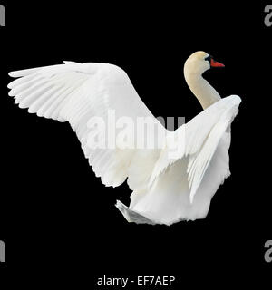 Weiße Schwäne auf dem Wasser isoliert auf schwarzem Hintergrund mit Pfad. Stockfoto