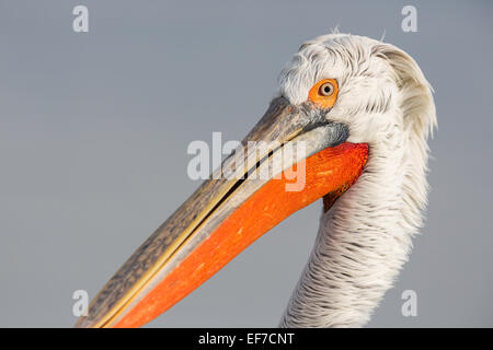 Porträt von eine dalmatinische Pelikan (Pelecanus Crispus) am See Kerkini in Nordgriechenland hautnah Stockfoto