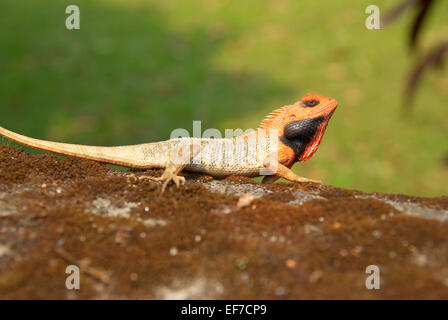 Unter der Leitung von Orange Agama auf weichen grünen Rasen Hintergrund. Stockfoto