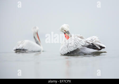 Zwei dalmatinische Pelikane (Pelecanus Crispus) am See Kerkini in Nordgriechenland Stockfoto