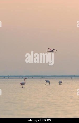 Rosaflamingo (Phoenicopterus Roseus) fliegt in anderen Flamingos See Kerkini in Nordgriechenland bei Sonnenaufgang Stockfoto