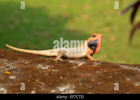 Unter der Leitung von Orange Agama auf weichen grünen Rasen Hintergrund. Stockfoto