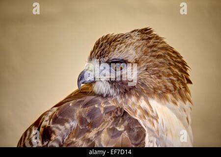 Eine Nahaufnahme Portrait ein eisenhaltiger Bussard (braun), Kopf und Schultern stark gegen einen weichen warmen Buff Hintergrund gerendert. Stockfoto