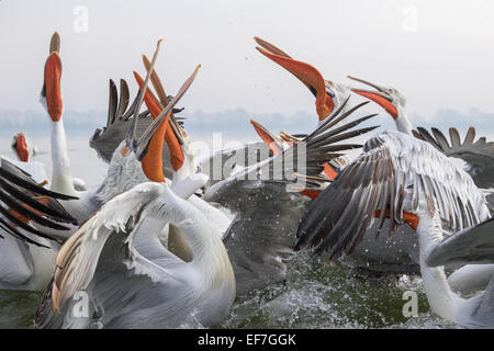 Dalmatinische Pelikane (Pelecanus Crispus) springen aus dem Wasser zu Fischen auf See Kerkini in Nordgriechenland Stockfoto