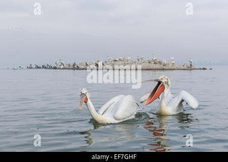 Zwei dalmatinische Pelikane (Pelecanus Crispus) auf See Kerkini im Norden Griechenlands, ist eine Gesturning, der andere mit seinem Schnabel offen Stockfoto