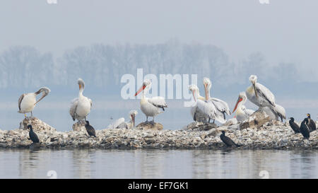 Dalmatinische Pelikane (Pelecanus Crispus) und Kormorane (Phalacrocorax Carbo) Barsch bis auf einer kleinen Insel Onl See Kerkini im Norden Stockfoto