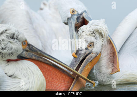 Drei dalmatinische Pelikane (Pelecanus Crispus) kämpfen um einen Fisch auf See Kerkini in Nordgriechenland Stockfoto