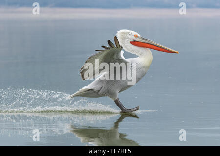 Krauskopfpelikan (Pelecanus Crispus) kommt ins Land erscheinen, Wasserski auf eine sehr still See Kerkini in Nordgriechenland Stockfoto