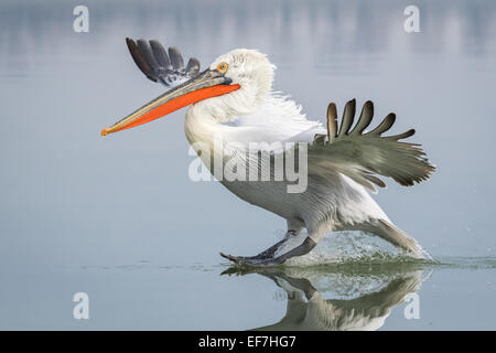 Krauskopfpelikan (Pelecanus Crispus) kommt ins Land erscheinen, Wasserski auf eine sehr still See Kerkini in Nordgriechenland Stockfoto