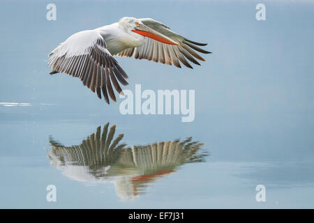 Krauskopfpelikan (Pelecanus Crispus) fliegt über eine in der Nähe von noch See Kerkini im Norden Griechenlands, seine Reflexion sehr prominent Stockfoto