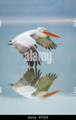 Krauskopfpelikan (Pelecanus Crispus) fliegt über eine in der Nähe von noch See Kerkini im Norden Griechenlands, seine reflektierte sehr prominent ein Stockfoto