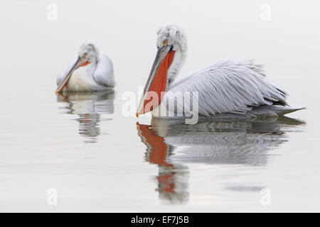 Zwei dalmatinische Pelikane (Pelecanus Crispus) am See Kerkini in Nordgriechenland Stockfoto