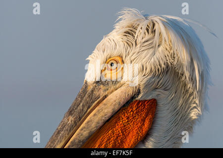 Porträt einer Krauskopfpelikan (Pelecanus Crispus) in goldene Abendsonne auf See Kerkini im Norden Griechenlands hautnah Stockfoto