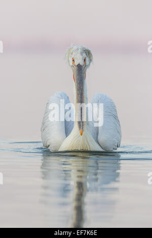 Porträt einer Krauskopfpelikan (Pelecanus Crispus) schwimmt auf See Kerkini in Nordgriechenland Stockfoto