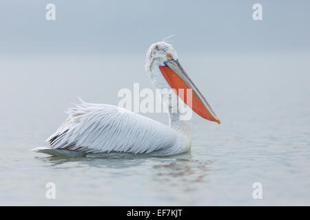 Porträt von eine dalmatinische Pelikan (Pelecanus Crispus) am See Kerkini in Nordgriechenland Stockfoto