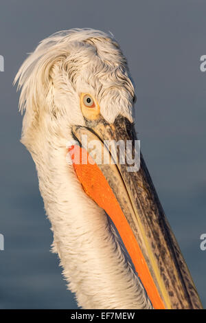 Porträt einer Krauskopfpelikan (Pelecanus Crispus) in goldene Abendsonne auf See Kerkini im Norden Griechenlands hautnah Stockfoto