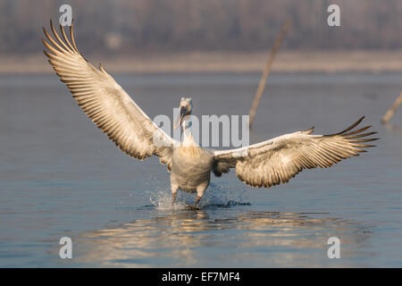 Krauskopfpelikan (Pelecanus Crispus) in goldene Abendsonne landet auf See Kerkini in Nordgriechenland Stockfoto