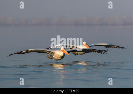 Zwei dalmatinische Pelikane (Pelecanus Crispus) in goldene Abendsonne Kreuzfahrt übers Wasser auf See Kerkini in Nordgriechenland Stockfoto