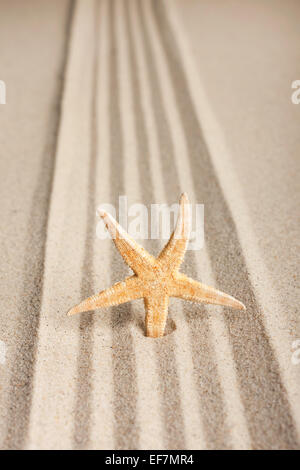Sterne in den Sand zu stecken, kann als Hintergrund verwendet werden Stockfoto