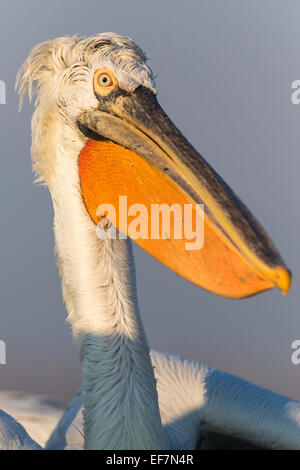 Porträt einer Krauskopfpelikan (Pelecanus Crispus) in goldene Abendsonne auf See Kerkini im Norden Griechenlands hautnah Stockfoto