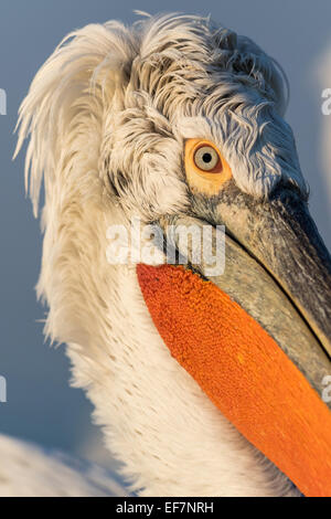 Porträt einer Krauskopfpelikan (Pelecanus Crispus) in goldene Abendsonne auf See Kerkini im Norden Griechenlands hautnah Stockfoto