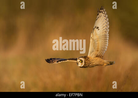 Wilde Short Eared Owl-Jagd auf einem Sumpf auf der Isle Of Wight, UK Stockfoto