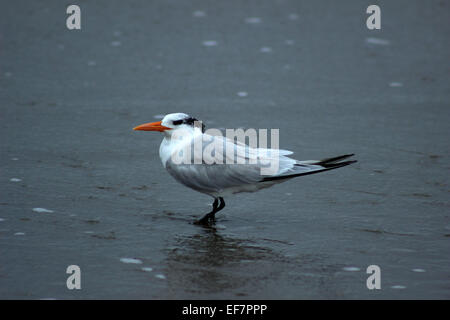 Eine königliche Tern stehen auf dem Sand des Strandes am Pazifischen Ozean in Puerto Lopez, Ecuador Stockfoto