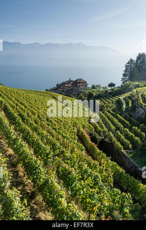 Epesses, Weinberge, Lavaux Region Genfer See, Schweizer Alpen, Schweiz Stockfoto