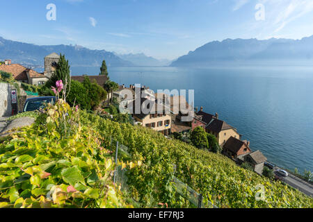 St. Saphorin, Weinberge, Lavaux Region Genfer See, Schweizer Alpen, Schweiz Stockfoto