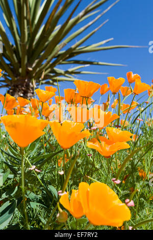 Eschscholzia Californica - kalifornische Mohn und Yucca im trockenen Garten am alten Pfarrhaus Gärten Norfolk Stockfoto