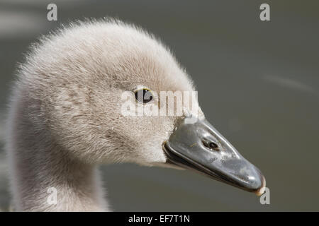 Höckerschwan Cygnet nahe Porträt. Stockfoto