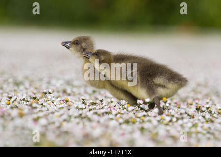 Zwei Graugans Gänsel laufen aber Gänseblümchen. Stockfoto