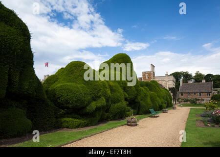 Berühmten Doppel-Taxushecke bekannt als die "Elephant" Hecke in den Gärten des Rockingham Castle in der Nähe von Corby, Northamptonshire, England Stockfoto