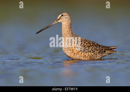 Lange-billed Dowitcher - Limnodromus scolopaceus Stockfoto