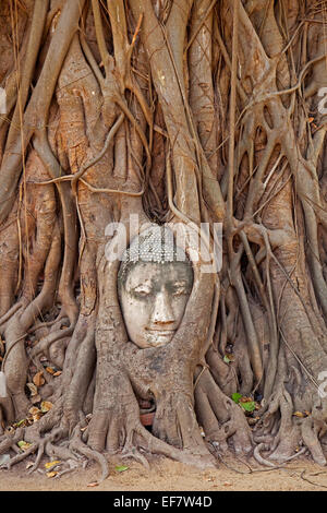 Der Kopf des Buddha eingebettet in den Wurzeln von einem Banyanbaum im Wat Mahathat in Ayutthaya Historical Park, Thailand Stockfoto