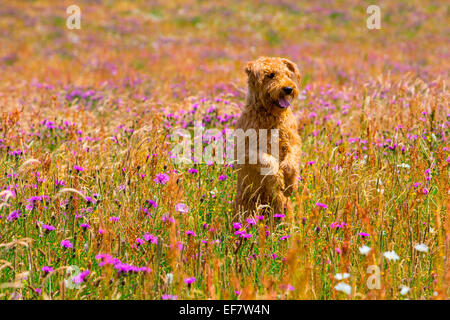 Terrier Hund auf den Hinterbeinen in wildflower Meadow Stockfoto