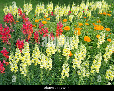 Antirrhinum, Calendula & Geranien Pflanzen im Garten Grenze Stockfoto