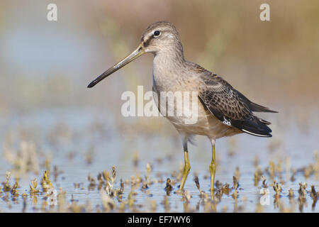 Lange-billed Dowitcher - Limnodromus Scolopaceus - Juvenile Stockfoto