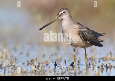 Lange-billed Dowitcher - Limnodromus Scolopaceus - Juvenile Stockfoto