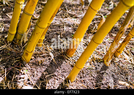 Bambusstämme - Phyllostachys Aureosulcata F. spectabilis Stockfoto