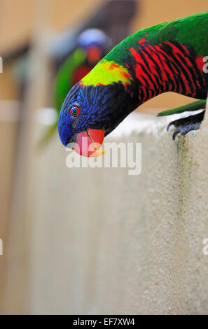 Allfarblori neugierig suchen Stockfoto