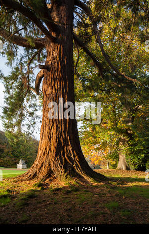 Neben einem riesigen Mammutbaum (Sequoiadendron giganteum) inmitten der herbstlichen Farben in den Landschaftsgärten von Rousham House, Oxfordshire, England Stockfoto