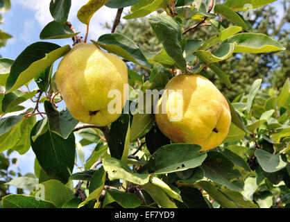 Zwei große Reife Quitten auf einem Baum Stockfoto